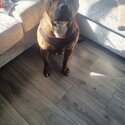 4 year old brindle staffy-2