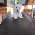 Hypoallergenic Bichon friese x Maltese for sale-3