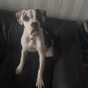 7 month old pup needs new home todsy -0