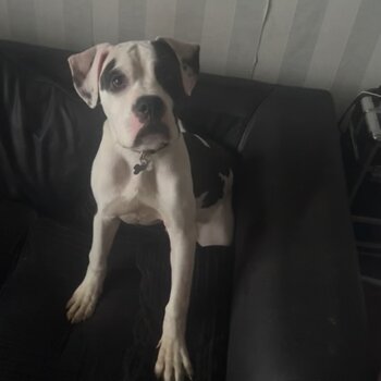 7 month old pup needs new home todsy 