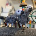 Lovely and Playful male and female African Grey Parrots Sale-2