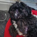 2 year old lhasa apso cross pug -4