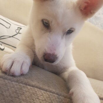 Beautiful all white husky puppy 