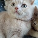 2 x litters of gorgeous pedigree british shorthair kittens for sale.  GCCF and unregistered litters.-5