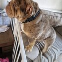 2 year old British bulldog-1