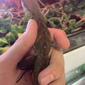 Male Chinese Water Dragon At The Pet Lodge Se9 -4