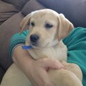 Puppy to rehome Labrador Charlie-2