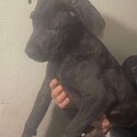 Cane Corso female puppy 16weeks old-2