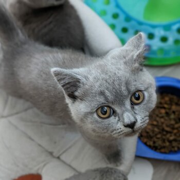 British Shorthair GCCF registered lilac kitten for sale 