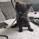 Make kitten for sale -2