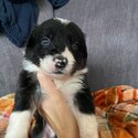 Beautiful Border collie puppies-1