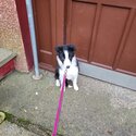 Rehome border collie-0