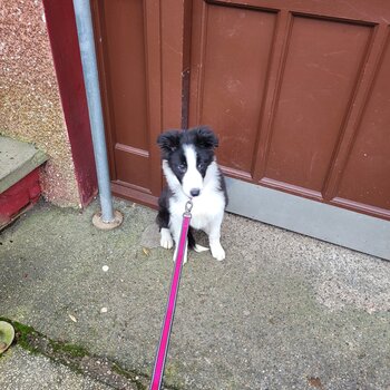 Rehome border collie