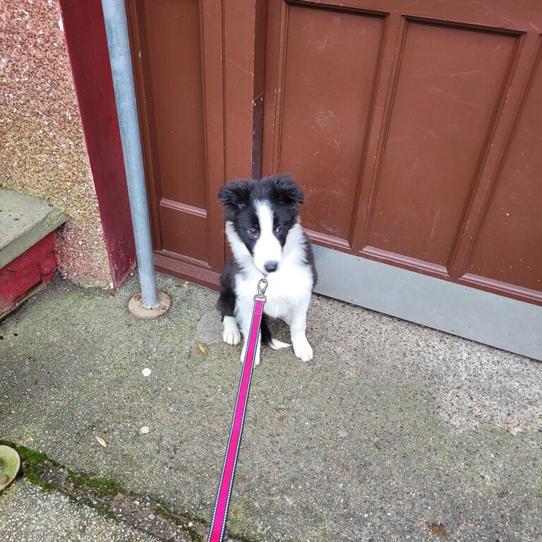 Rehome border collie