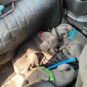  Great dane puppies available now-1