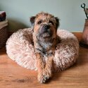 Stunning female Border terrier looking for a new home-4