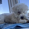 Hypoallergenic Bichon friese x Maltese for sale-0