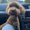 Red Toy Poodle Boy-1