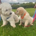 Adorable cavachon-3