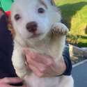 Jack Russell cross puppies for sale -1