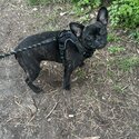 Frug for sale-3