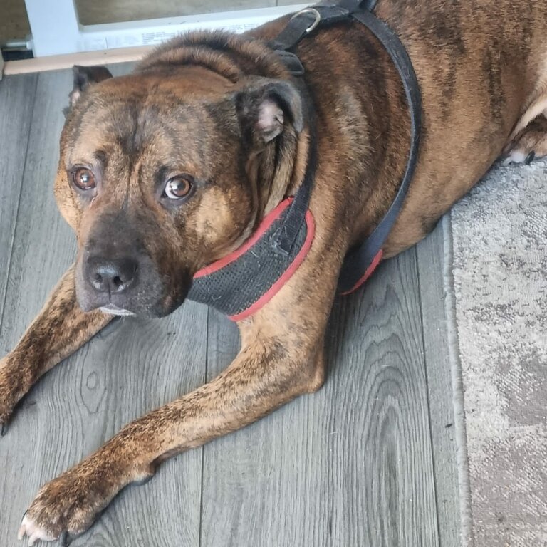 4 year old brindle staffy