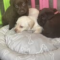 Gorgeous Labrador puppies for sale -0