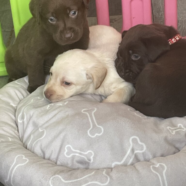 Gorgeous Labrador puppies for sale 