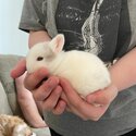 Netherland dwarf Cross mini lop baby rabbits -3