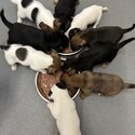 9 beautiful Jack Russel puppies -0