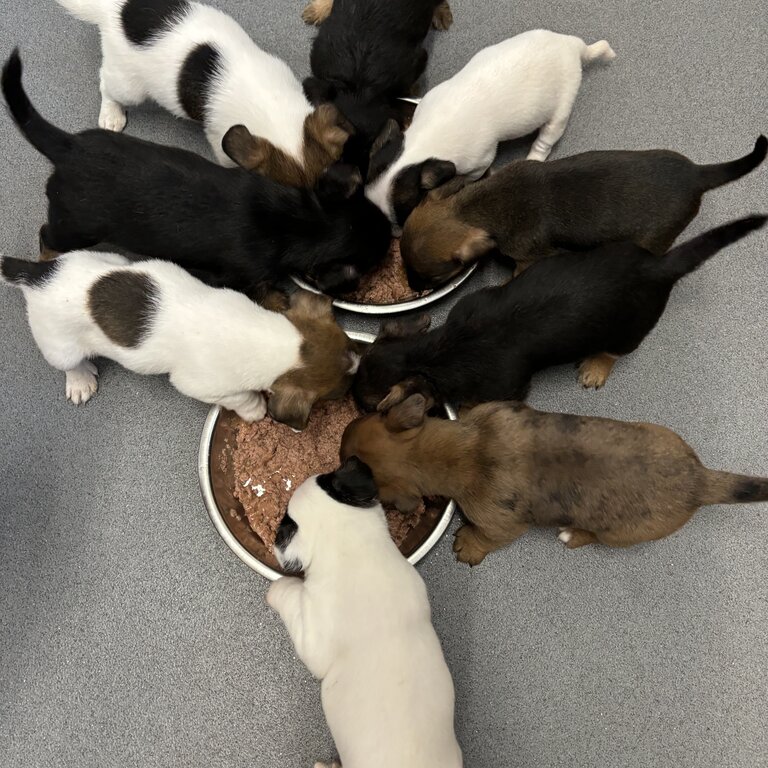 9 beautiful Jack Russel puppies 