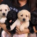 Labrador Retriever Puppy-2