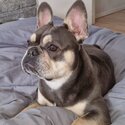 French bulldog -3