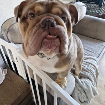 2 year old British bulldog