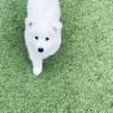 Beautiful Samoyed puppies for sale :)-3