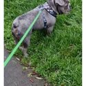 Blue french bulldog kc registered and microchiped -3