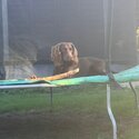 Purebred, friendly, intelligent Cocker Spaniel for a good family-3