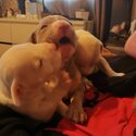 American Staffy Cross Bully Pups Available 14th June-0