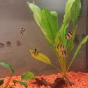 5 Tiger Barb Fish Healthy Happy-1