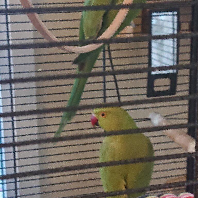 Two African parrots. 