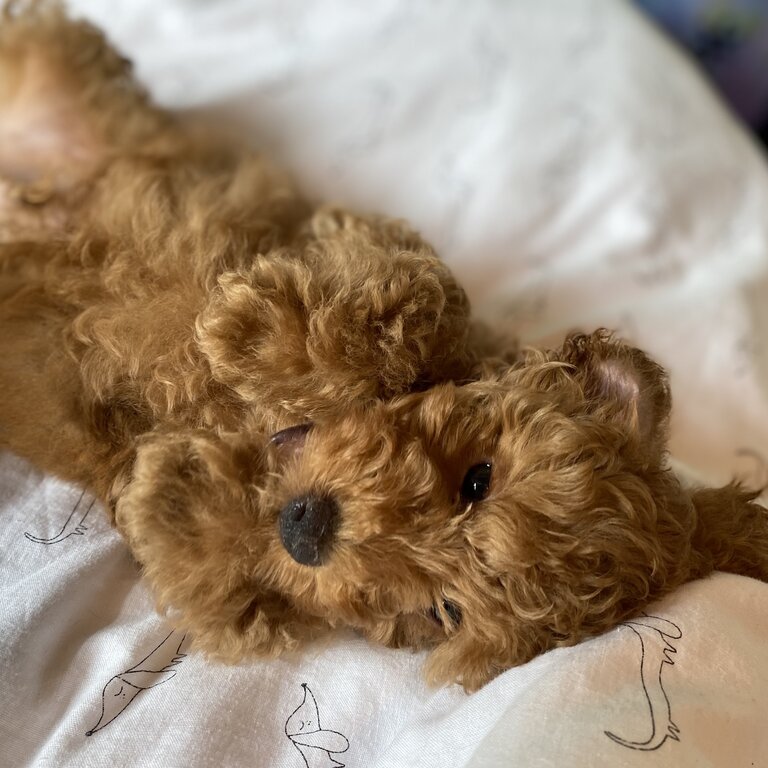 Red Toy Poodle Boy