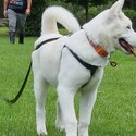 White Akita / malamute -2