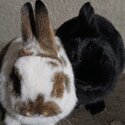 2 Netherland Dwarf sisters -1