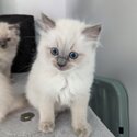 GCCF Registered Ragdolls Kittens-0