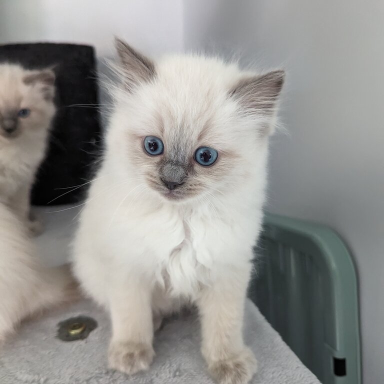 GCCF Registered Ragdolls Kittens