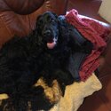 Black male cocker looking for new home-2