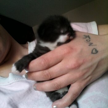 stunning Female Kitten For Sale