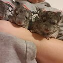 3 Baby Chinchillas-3