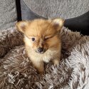 Miniature fox face pomeranians for sale -1