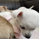 Beautiful apple head chihuahuas puppies-4